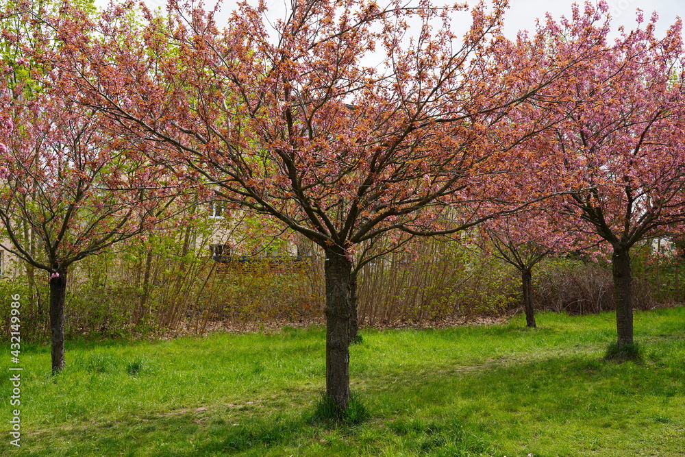 Kirschblüte am Berliner Mauerweg in Teltow bei Sonnenschein Kirschblüte am Berliner Mauerweg in Teltow bei Sonnenschein