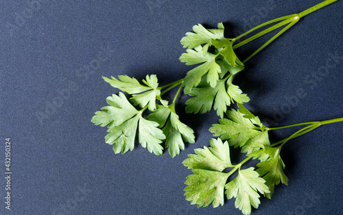 Two green branches of parsley on a dark black cloth with a light from left to right. Seasoning used to cook at home and in restaurants adding a salty flavor to food in general.