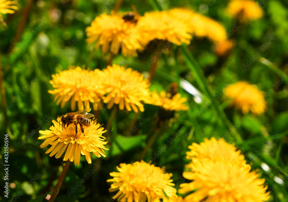 Bright yellow spring dandelions bloom on the lawn. Juicy green grass, yellow wildflowers. Bright sunlight. Blurred background. Copy space. Bright yellow spring dandelions bloom on the lawn. Juicy green grass, yellow wildflowers. Bright sunlight. Blurred background. Copy space.