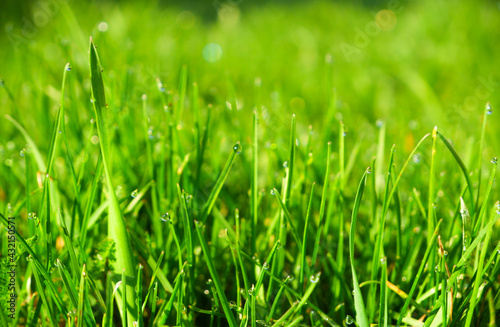 Green grass, close-up. Natural background. Green, juicy grass with dew drops in the rays of the bright sun, blurred background.