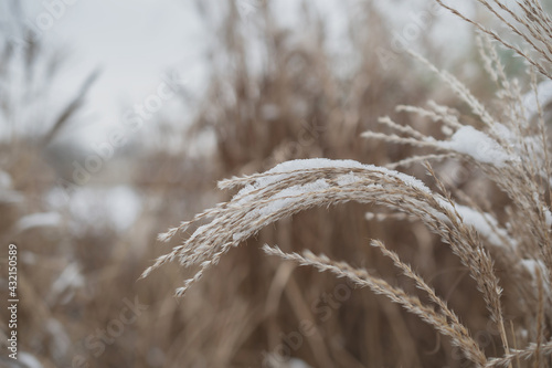 macro photography of autumn dried flowers in the snow