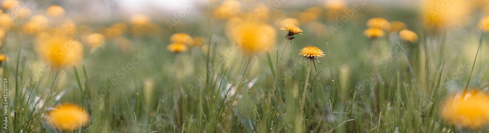 Summer spring natural landscape. Banner with copy space web banner. Soft selective focus