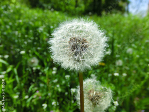 Fluffy white dandelion close-up.