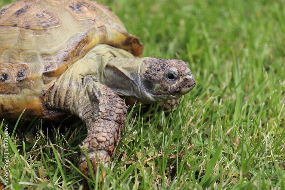 A steppe Asian tortoise on the green grass: Testudo horsfieldii A steppe Asian tortoise on the green grass: Testudo horsfieldii