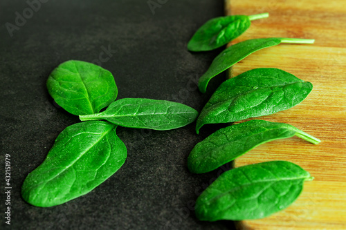 Canvastavla Green basil leaves, on a dark background in a close-up