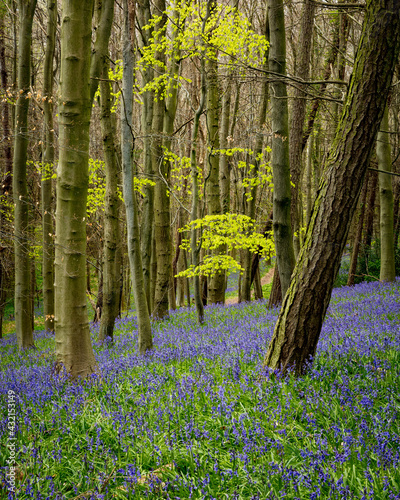 Bluebells blooming in Bothal Woods in the county of Northumberland, England, UK.