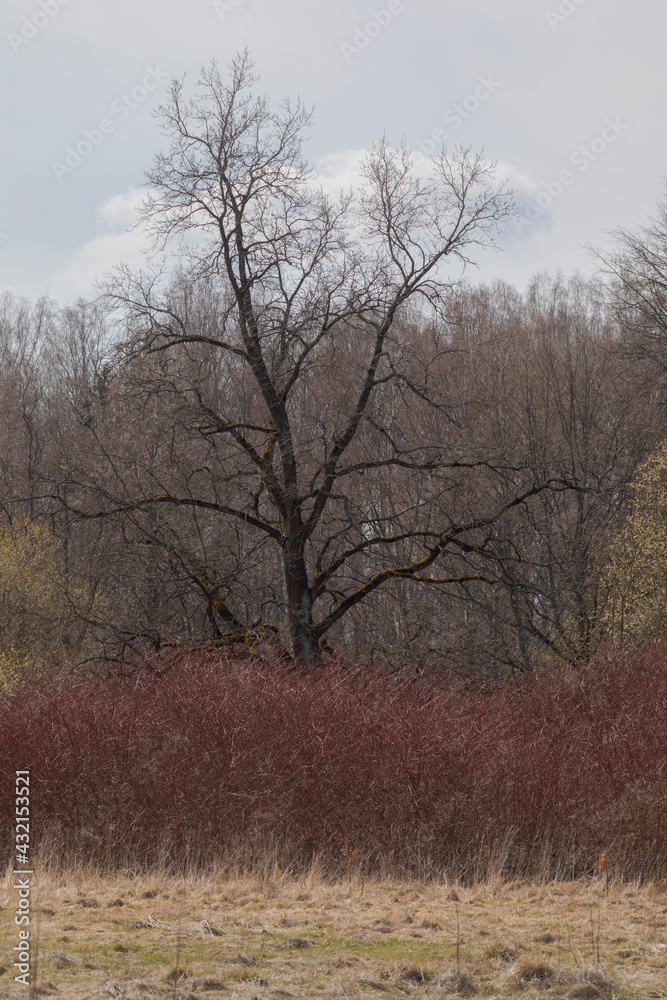 Forest landscape with bare trees and bushes with buds. Early spring. Forest landscape with bare trees and bushes with buds. Early spring.