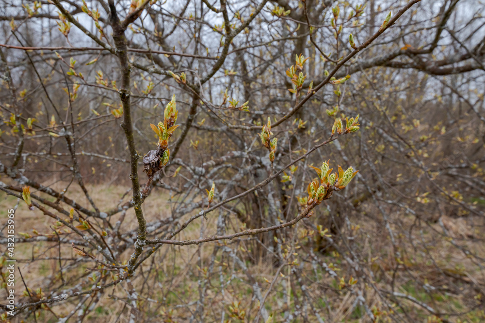 Opening buds with new leaves on a bare branches of a bush in early spring. Opening buds with new leaves on a bare branches of a bush in early spring.