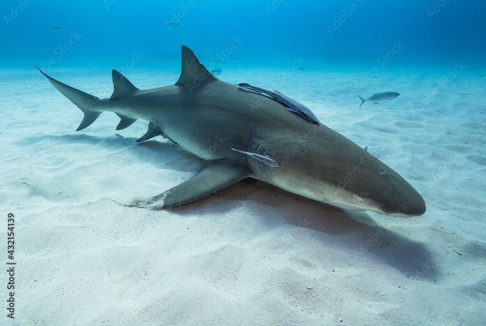 Fototapeta premium Lemon shark in Tiger Beach, The Bahamas