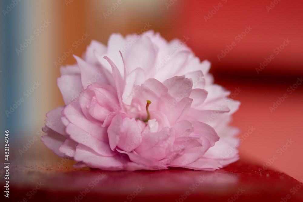 Cherry blossom close-up from the whole flower. 