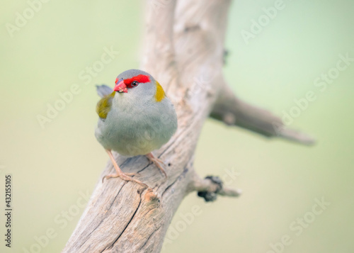 Red-browed finch (Neochmia temporalis) perched on branch, Australia