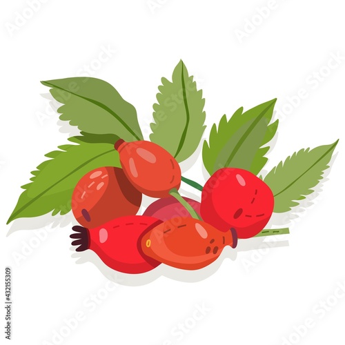 Vector illustration of rosehip isolated on white background. (ID: 432155309)
