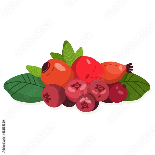Vector isolated illustration. Cranberry.  (ID: 432155320)