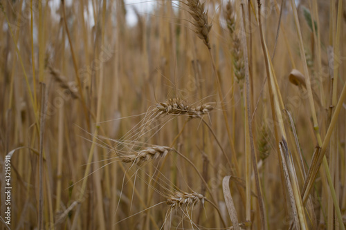 picture of ripe wheat plant head in field