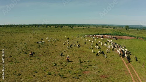 cattle cows cowboys outdoors animals brazil backcountry aerial 4k