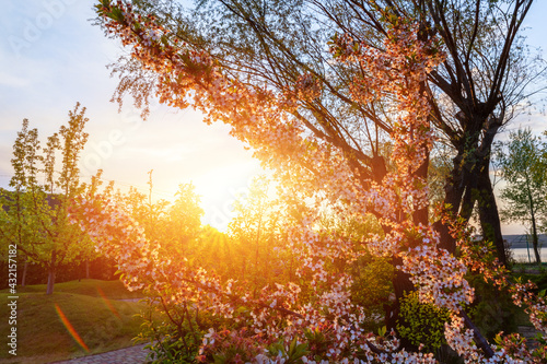 Beautiful scenic view of blooming cherry tree flower in green countryside orchard against warm sunset evening light sun rays. Nature springtime blossoming garden background photo