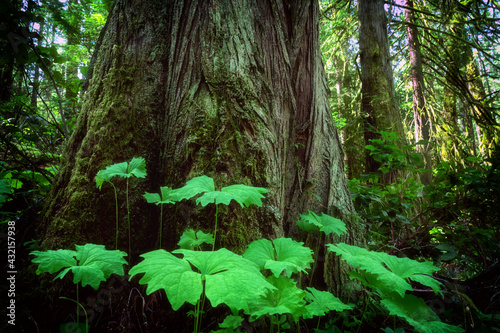 Green nature in the John Dean Provincial Park, North Saanich, Vancouver Island, BC Canada © David Hutchison/Wirestock