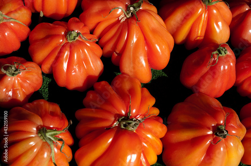 red and yellow tomatoes, france, frankrike photo