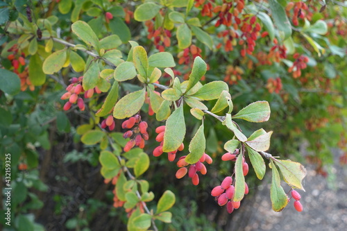 Little red berries in the leafage of Berberis vulgaris in September