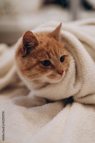 cute ginger cat sleeping comfortably in a blanket, photo noise, grain filter