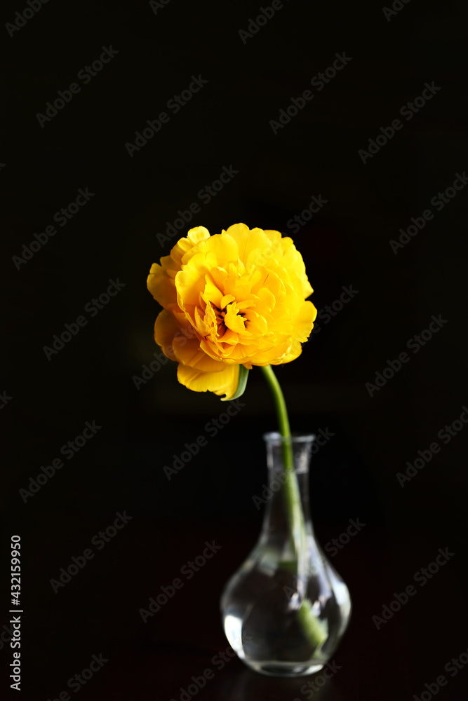 yellow tulip on a dark background in a vase yellow tulip on a dark background in a vase