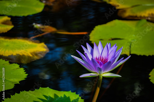 Bees are pollinating purple lotus flowers blooming beautifully in the lotus pond.