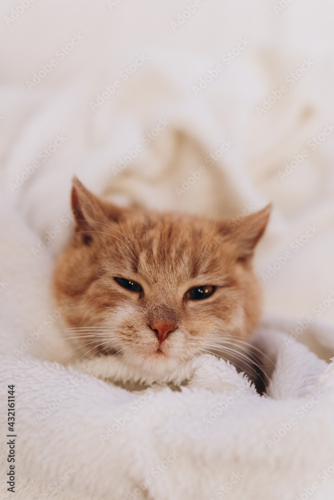 cute ginger cat sleeping comfortably in a blanket, photo noise, grain filter