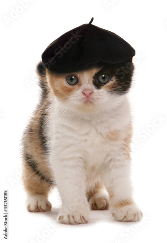 kitten with artist beret hat photo