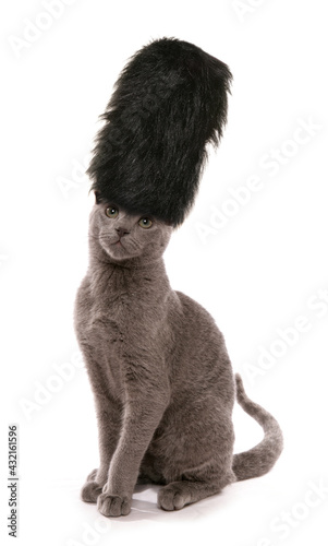 kitten wearing London guards bearskin hat photo