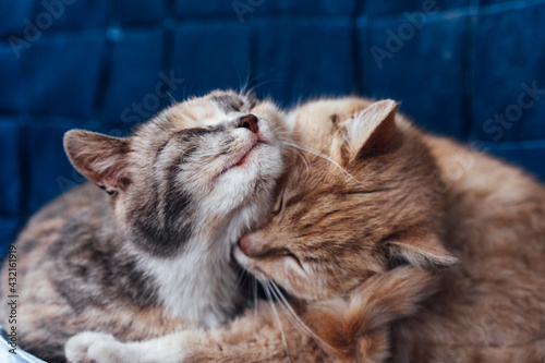 a cat cares for another cat, washes and caresses, feline tenderness