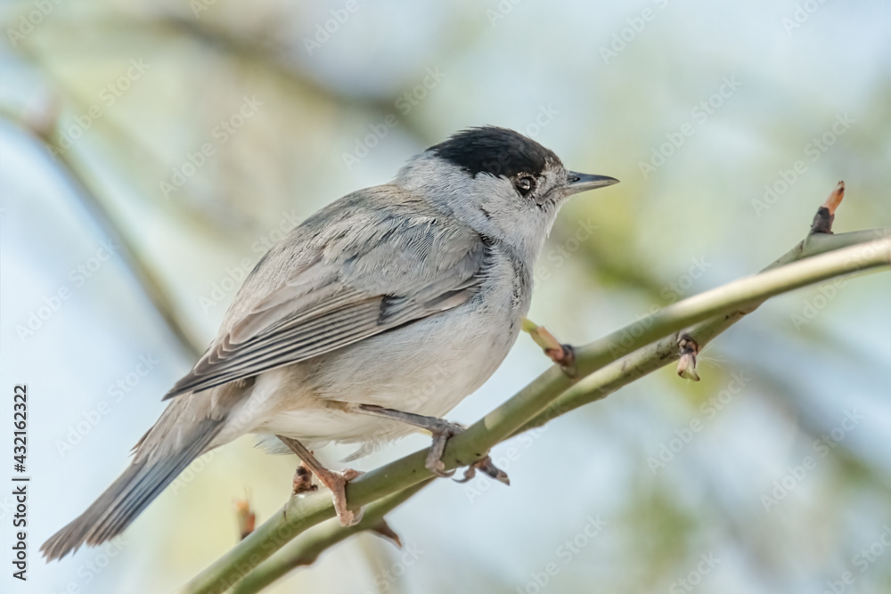 Fototapeta premium Mönchsgrasmücke auf einem Zweig