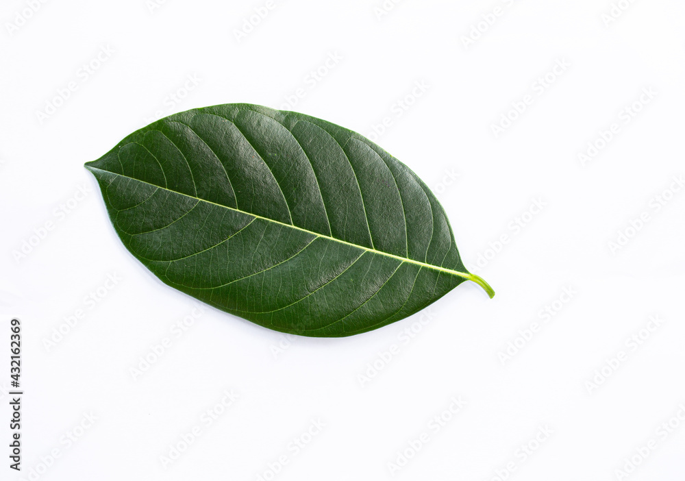 Obraz premium green leaf isolated on white background