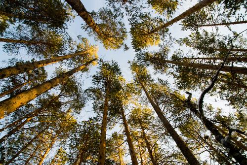 tops of pines, sky on the background