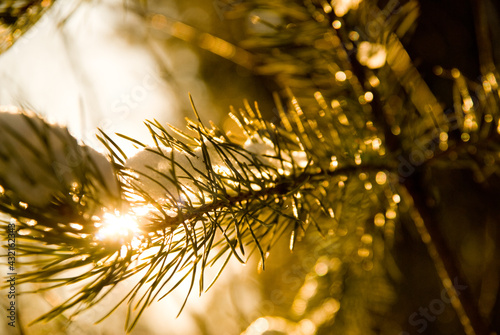 snow and pine needles, sun light