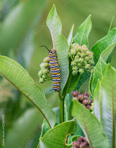 Monarch caterpillar on Milkweed © Nina