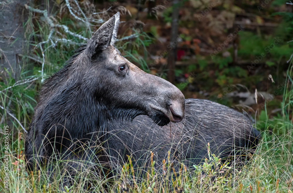 Portrait of a female Moose