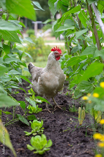 Wallpaper Mural chicken in the kitchen garden Torontodigital.ca