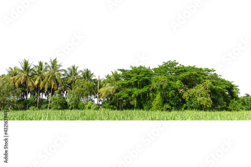View of a High definition Treeline isolated on a white background  Green trees  Forest and foliage in summer.
