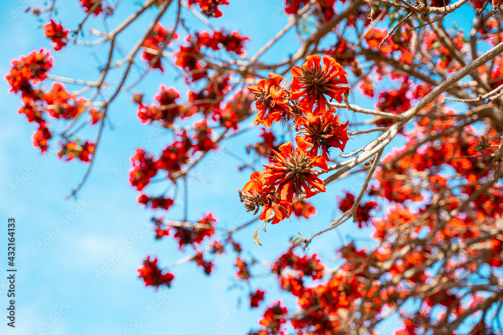 Beautiful natural background with a blooming tree with red flowers, Los Angeles, Calfiornia Beautiful natural background with a blooming tree with red flowers, Los Angeles, Calfiornia