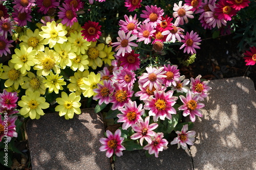 flower garden in spring