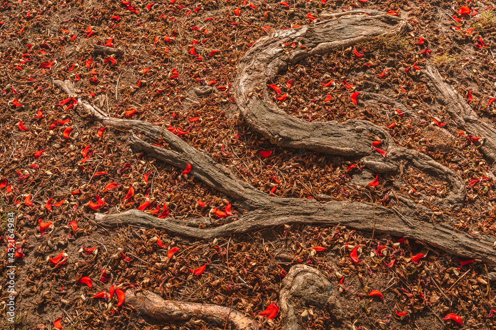 Fototapeta premium A beautiful flowering tree with red flowers and outer roots, the ground is strewn with red leaves, Los Angeles, Calfiornia