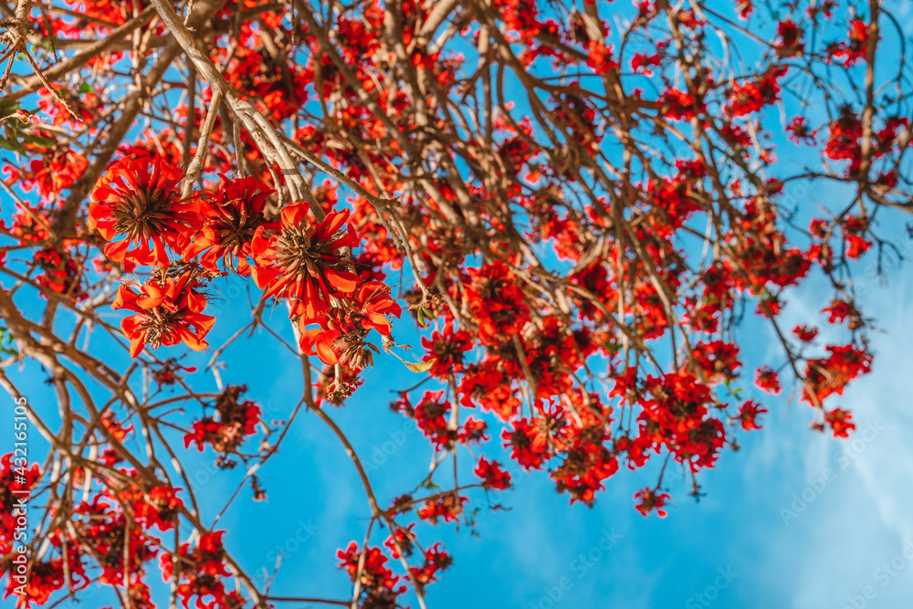 Beautiful natural background with a blooming tree with red flowers, Los Angeles, Calfiornia Beautiful natural background with a blooming tree with red flowers, Los Angeles, Calfiornia