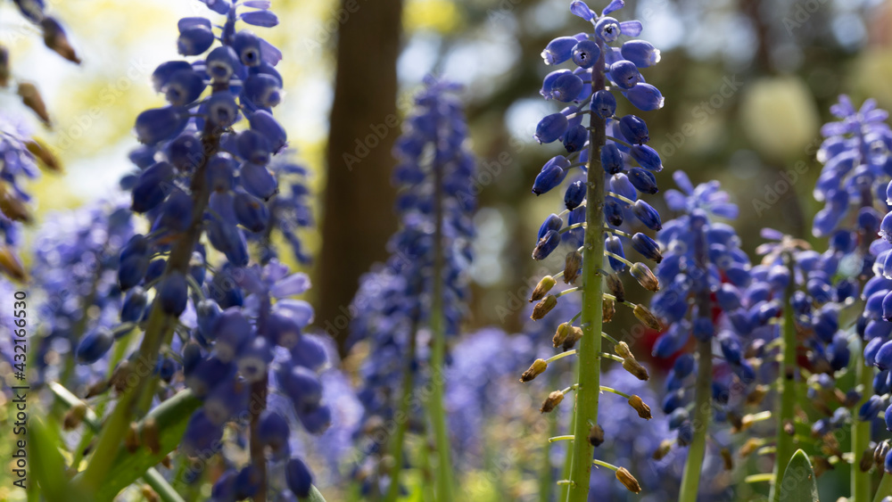 lavender flowers in the garden