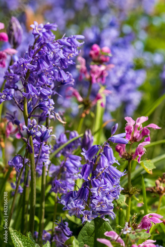 Purple dead nettle with attractive pink flowers amidst a cluster of wild bluebells  photographed in spring in London  UK. Purple dead nettle is edible  gows in the wild and can be foraged. 