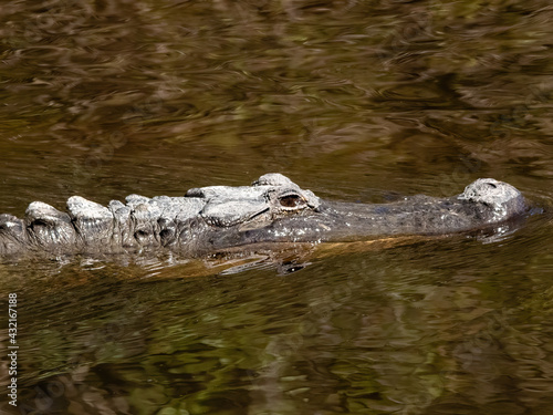 alligator in the swamp