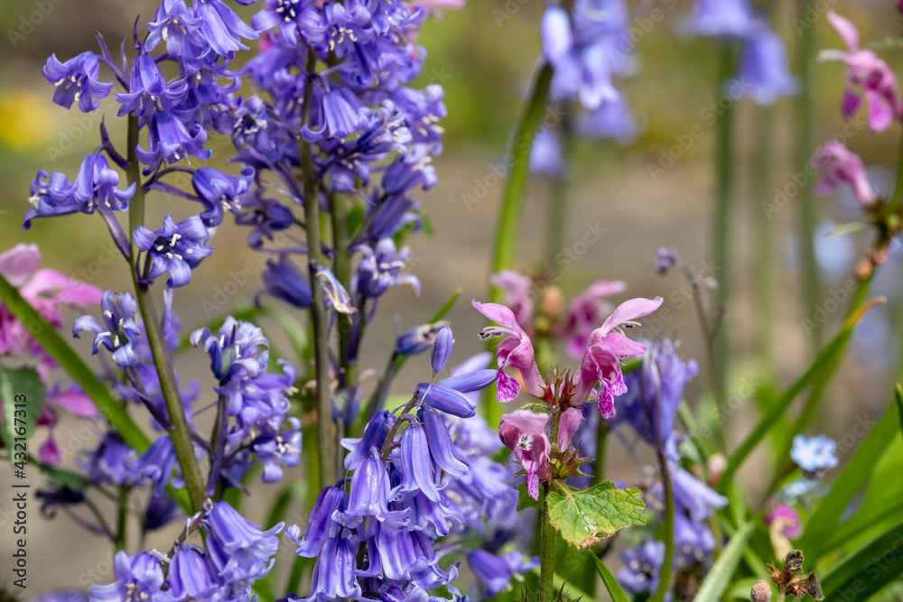Fototapeta premium Purple dead nettle with attractive pink flowers amidst a cluster of wild bluebells, photographed in spring in London, UK. Purple dead nettle is edible, gows in the wild and can be foraged. 