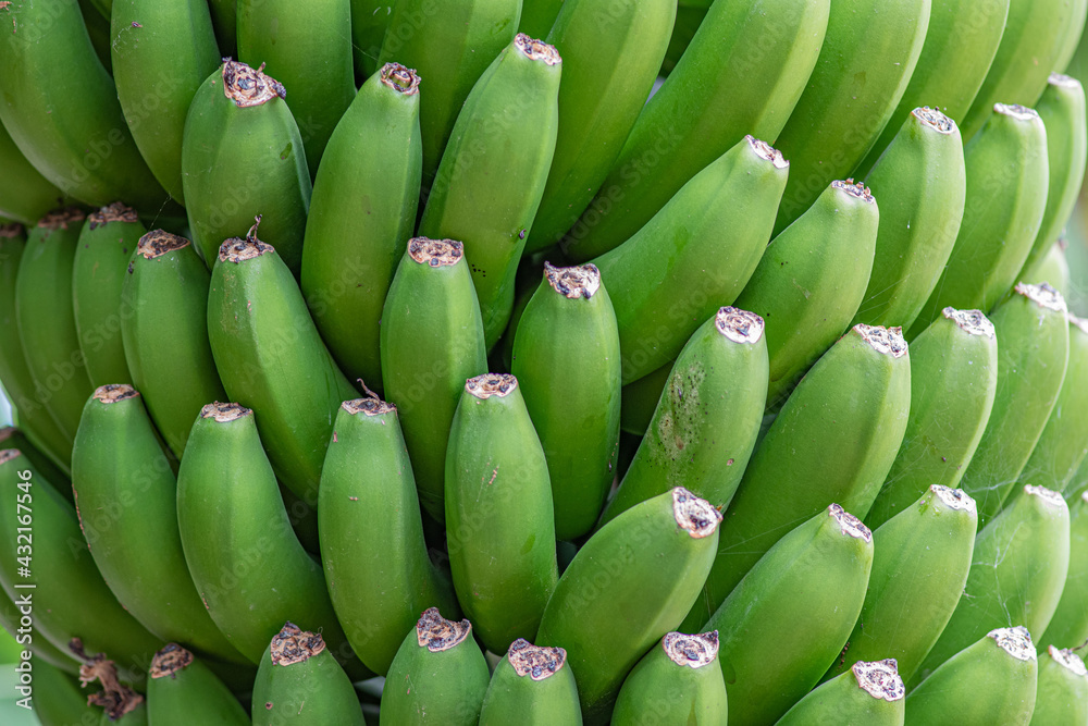 Bunch of bananas on close up photo