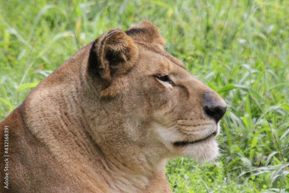 lion lion