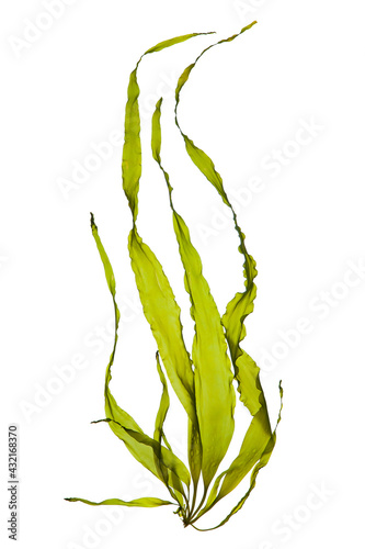 Fototapeta swaying kelp seaweed isolated on white background.