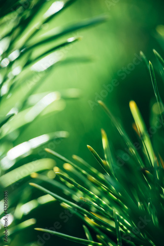 Close-up macro of green fir or pine tree needles in the sun. Abstract natural background.